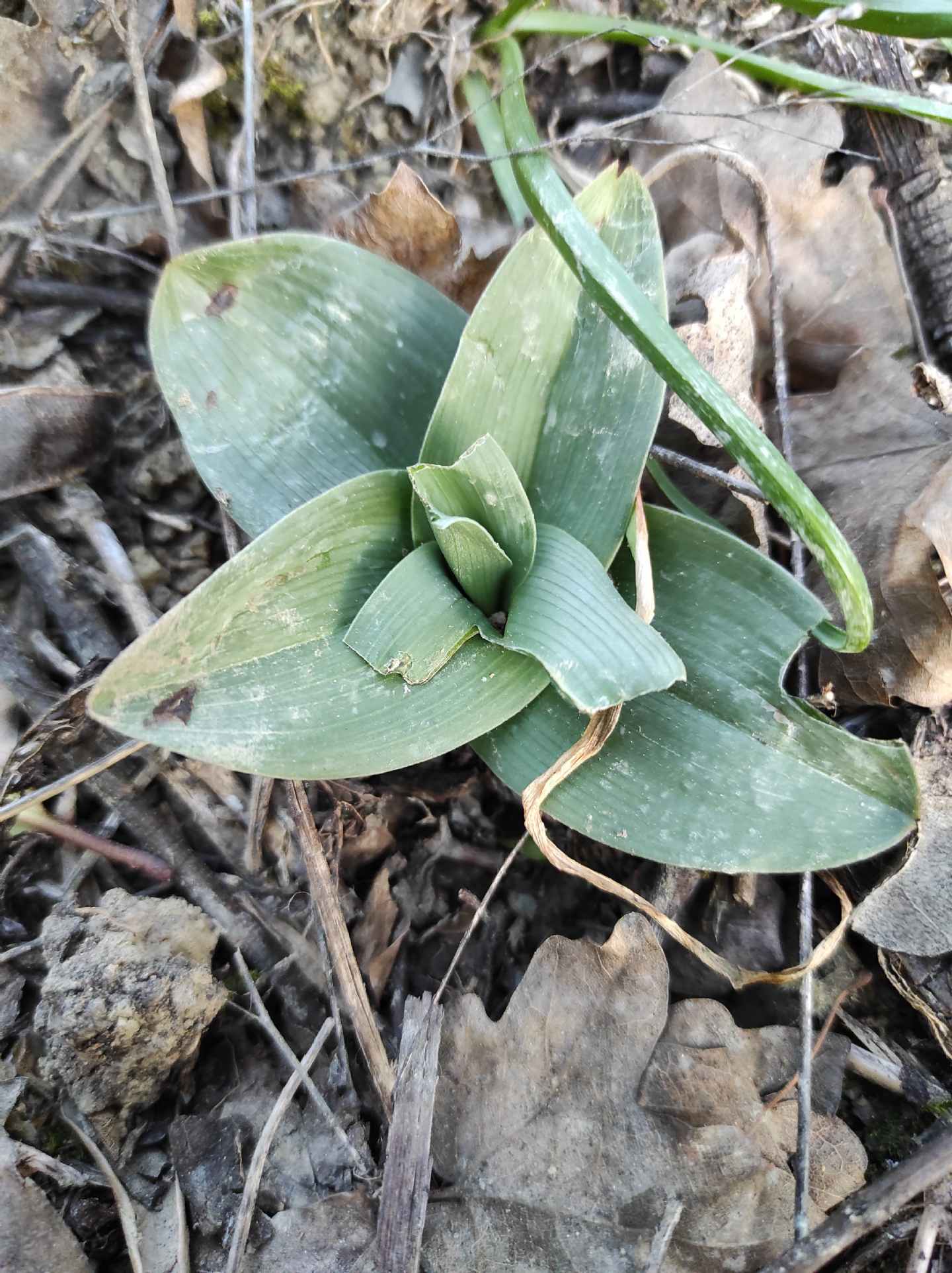 Identificazione rosette basali